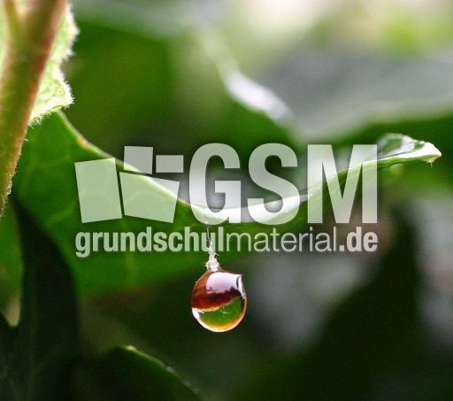 Efeublatt-Regentropfen.jpg